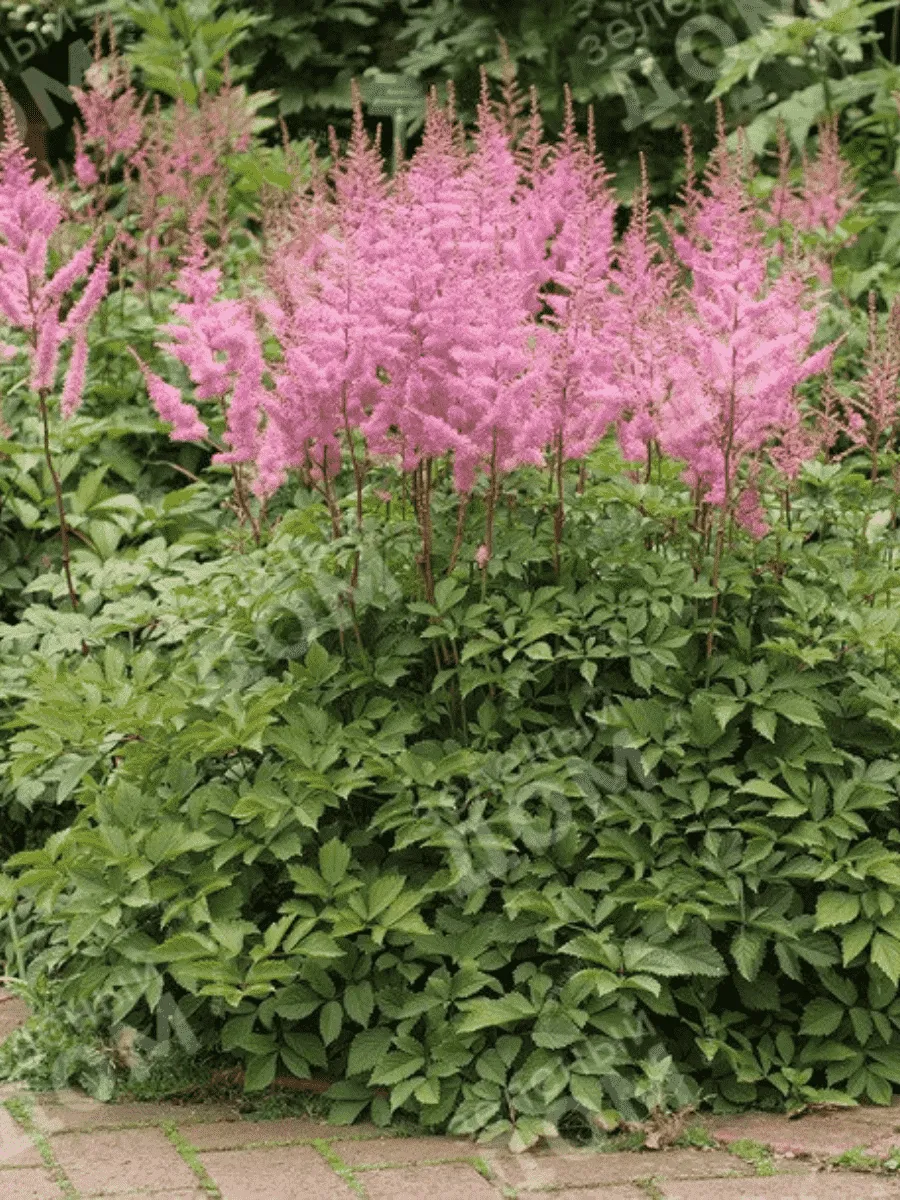 Астильба Арендса Amethyst Астильба Арендса Amethyst