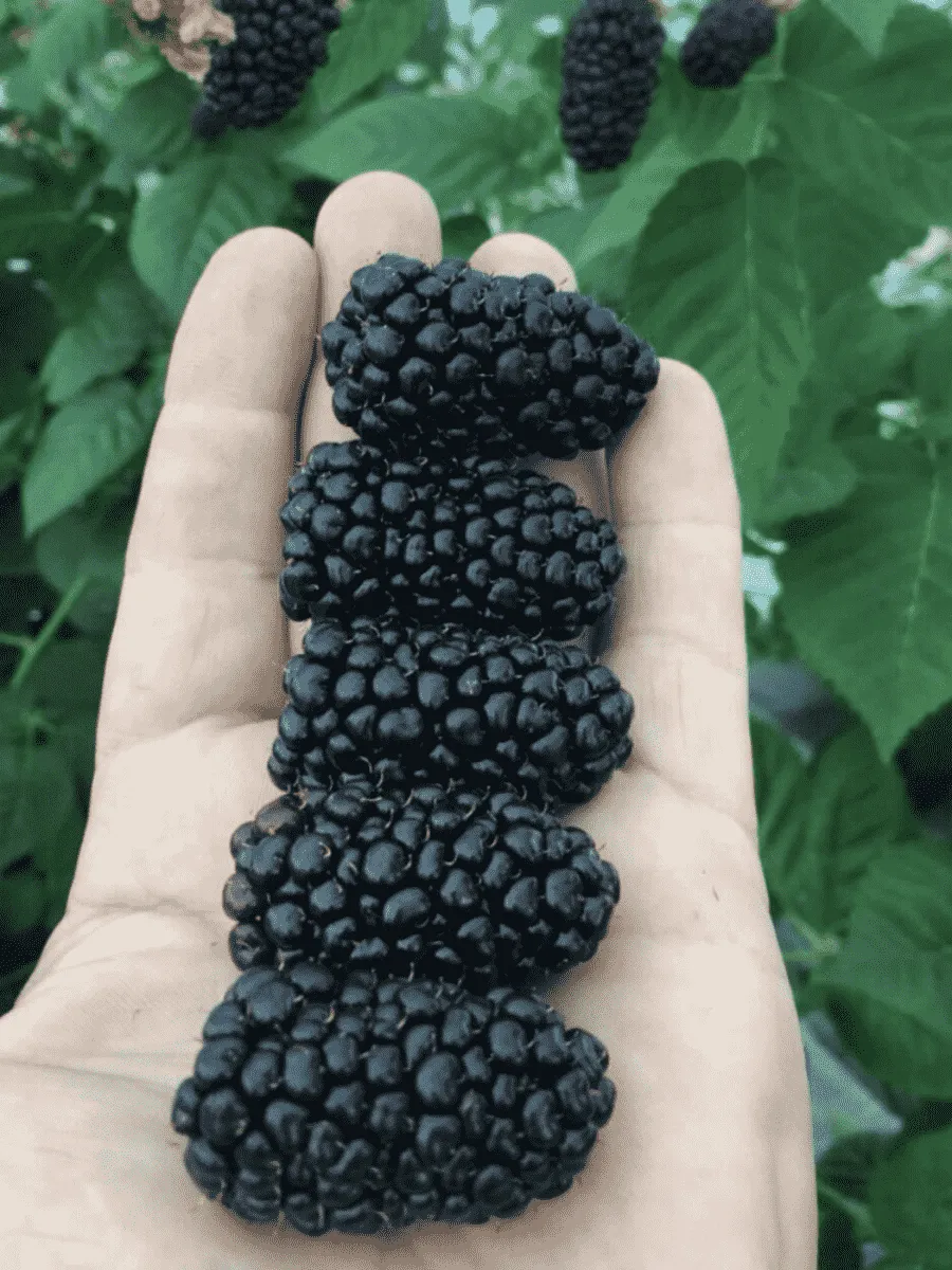 Ежевика Stark Black Gem Ежевика Stark Black Gem