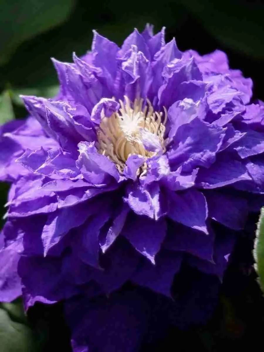 Клематис Beauty of Worcester Клематис Beauty of Worcester