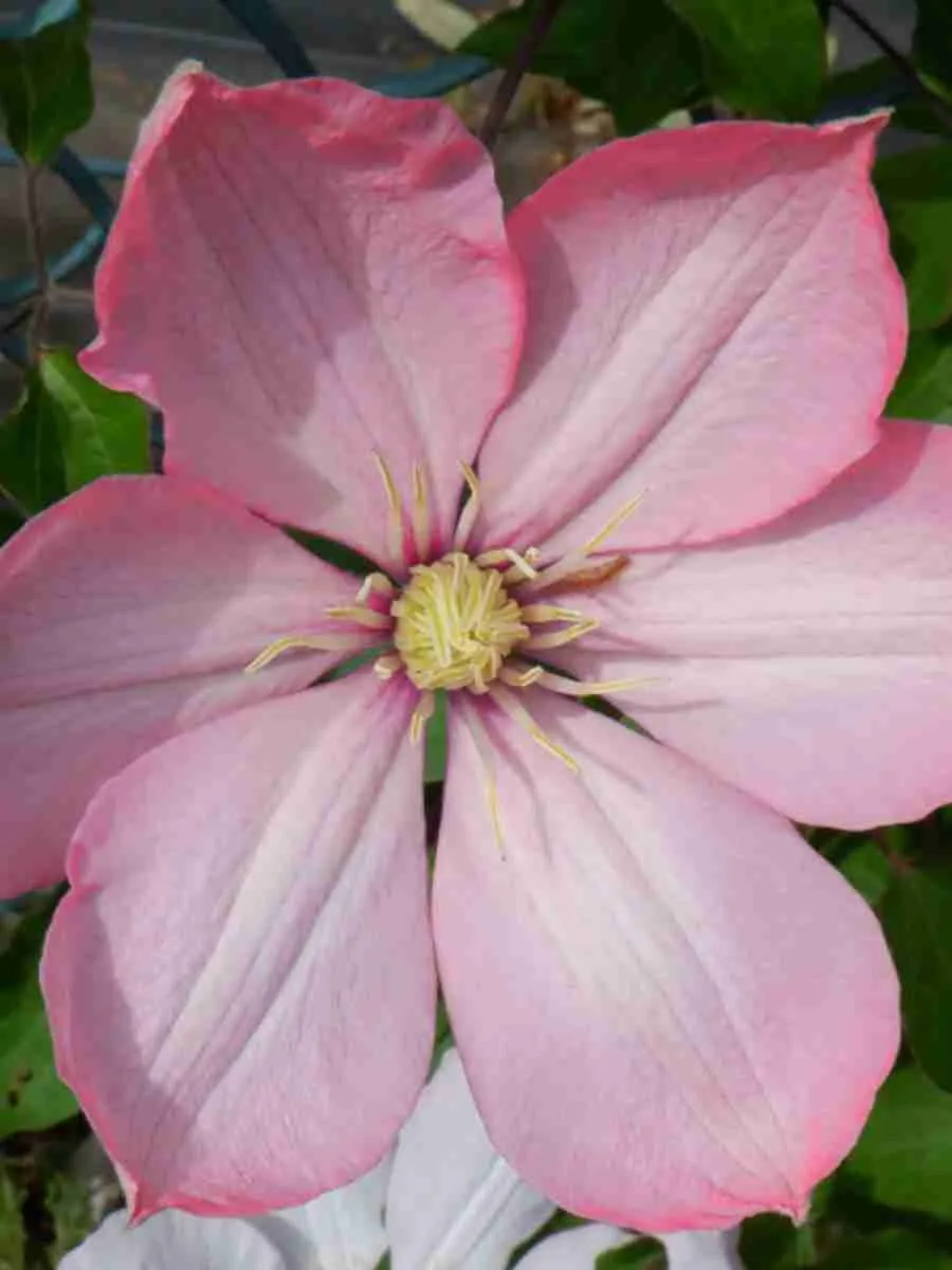 Клематис гибридный Ai-Nor