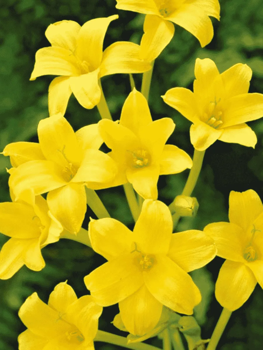 Хлидантус душистый