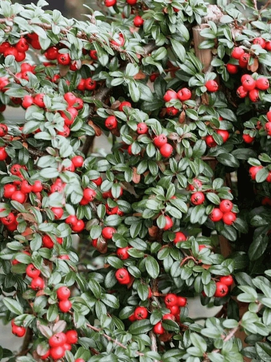 Кизильник Даммера Major