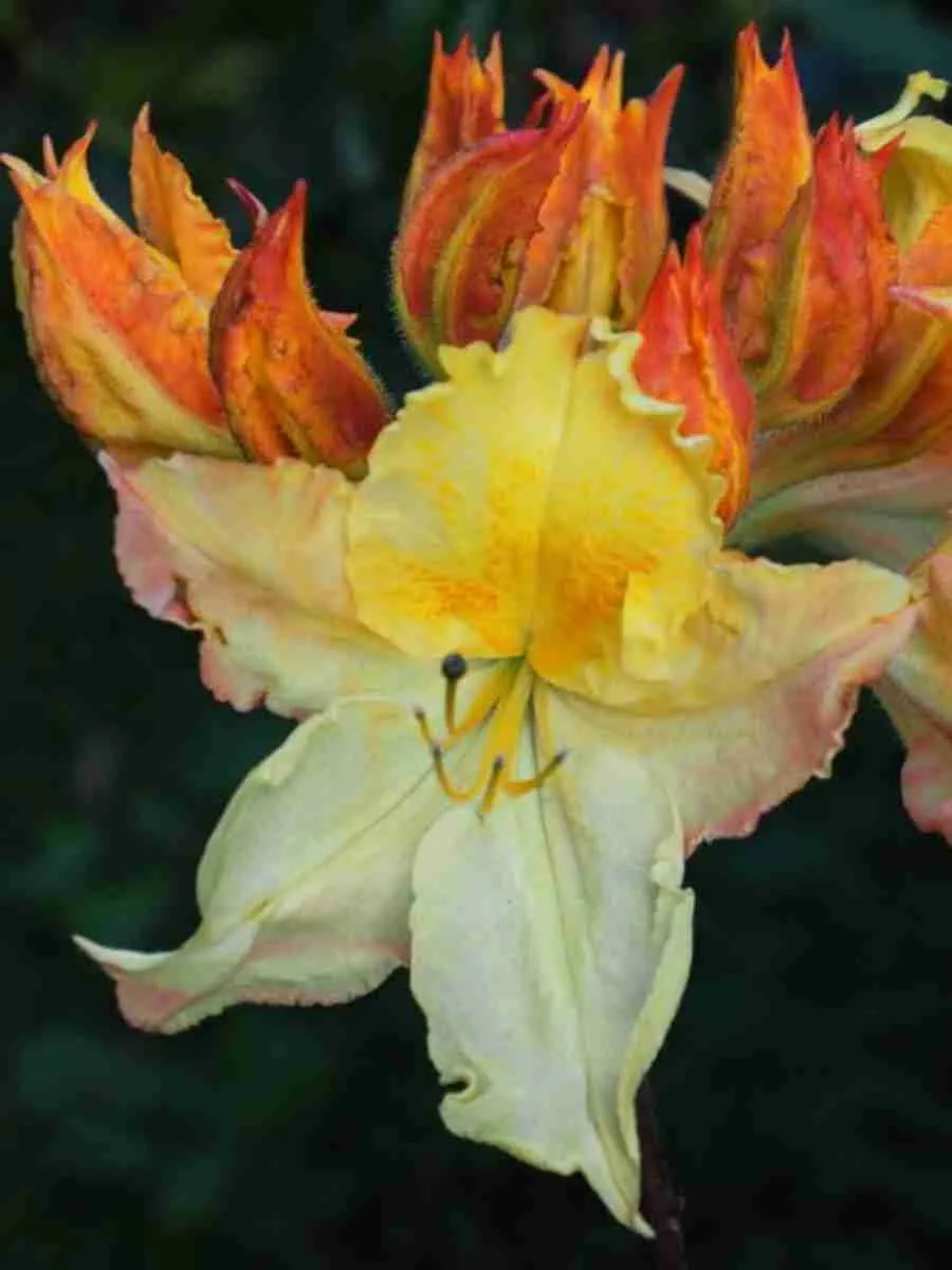 Азалия Zuza Азалия Zuza