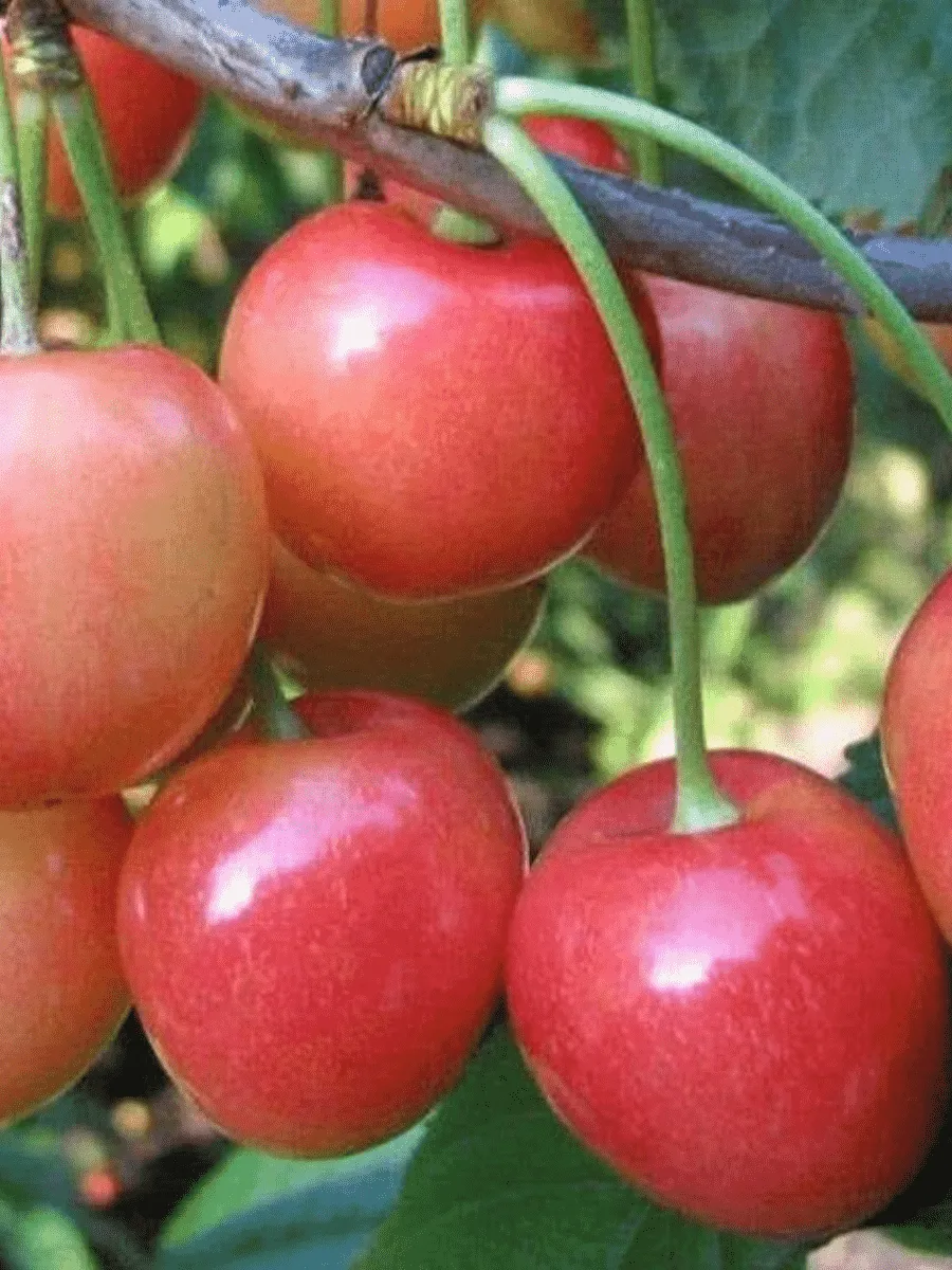 Черешня Юлия