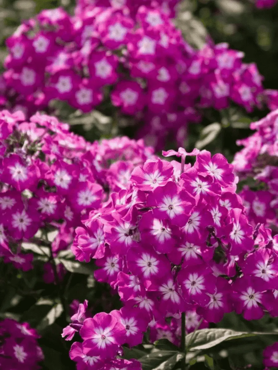 Флокс метельчатый Wennschondennschon