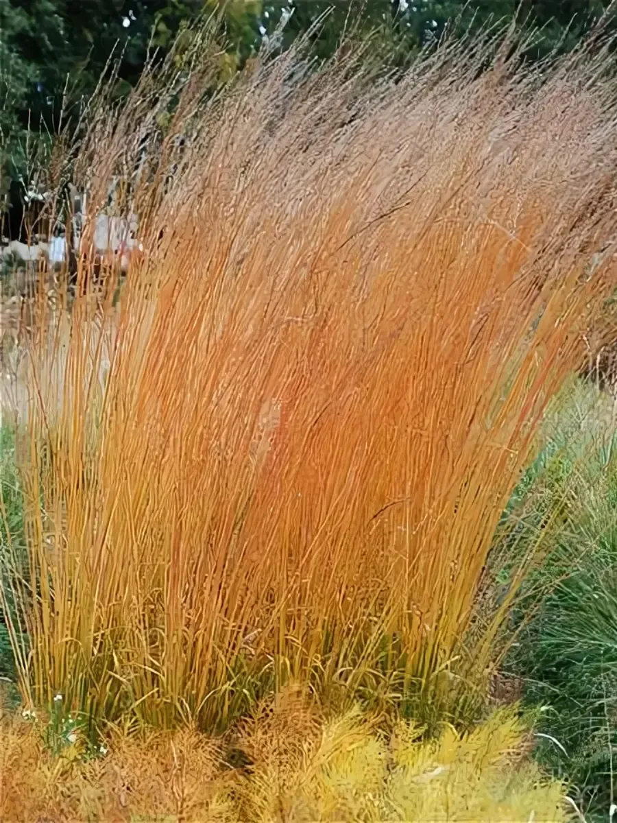 Молиния тростниковая Cordoba