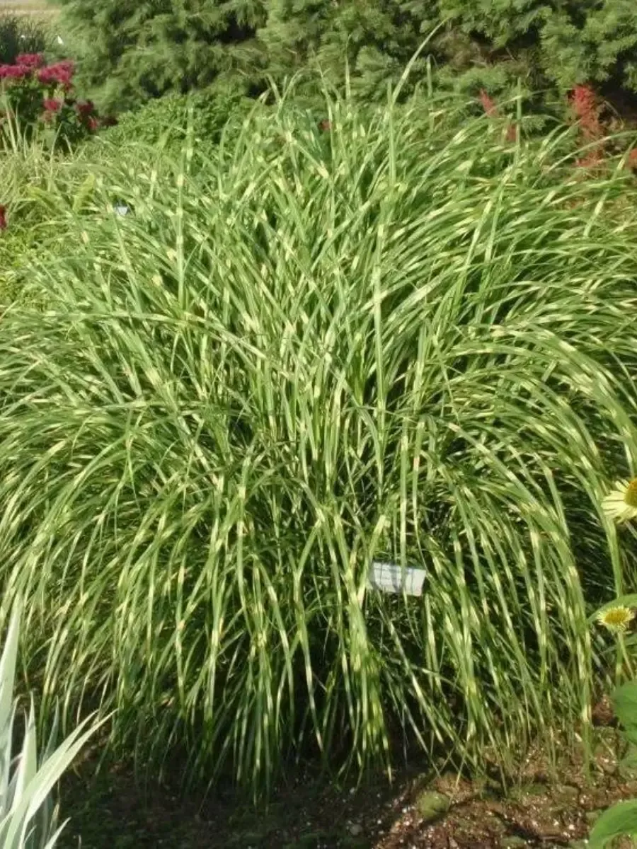 Мискантус китайский Little zebra Мискантус китайский Little zebra