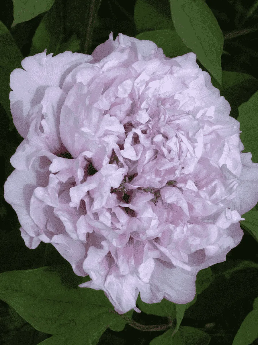 Пион Древовидный Lila