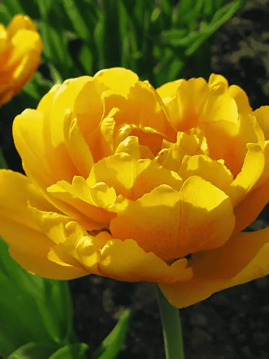 Тюльпан Gold Fever