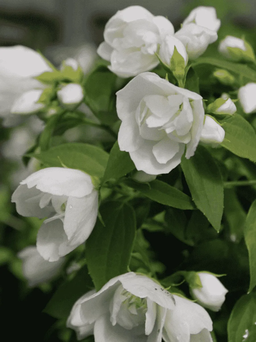 Чубушник Лемуана Manteau d'Hermine Чубушник Лемуана Manteau d'Hermine