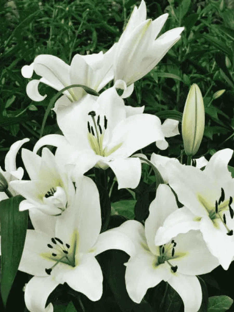 Лилия Roselily Saronno