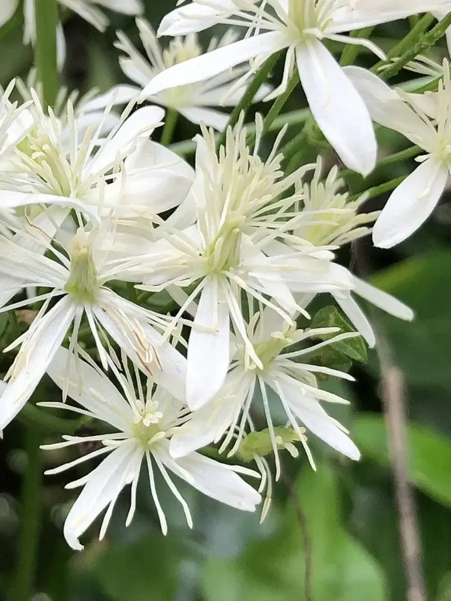 Клематис Stellar