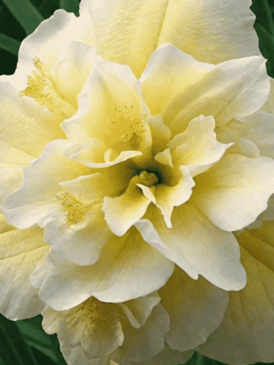 Лилейник Bowl of Cream