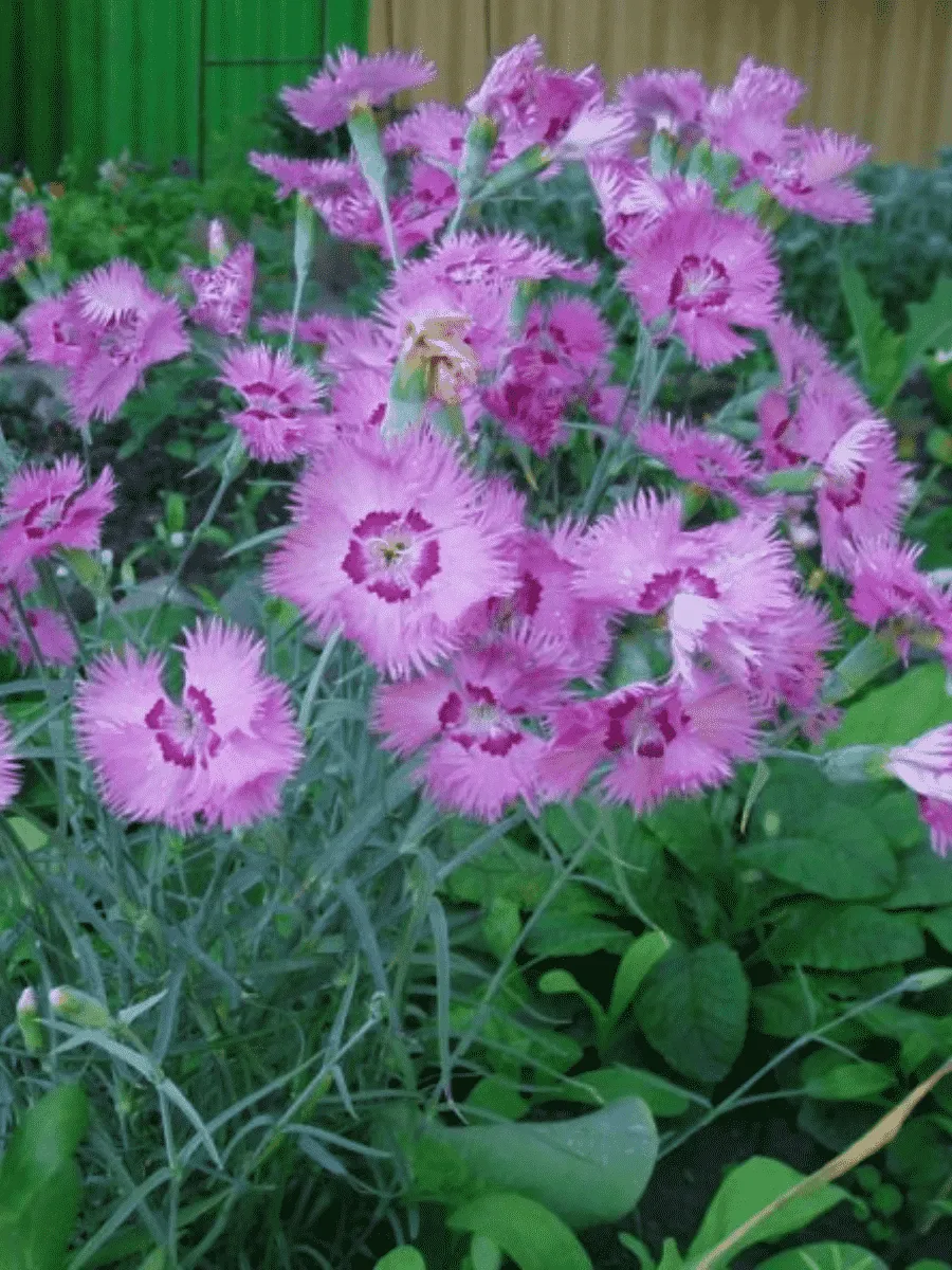 Гвоздика Перистая