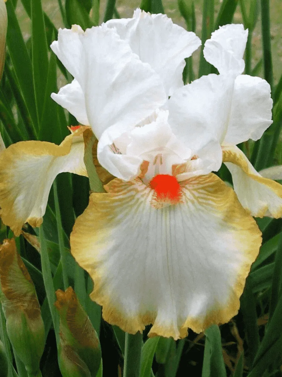 Ирис германский Halloween Halo