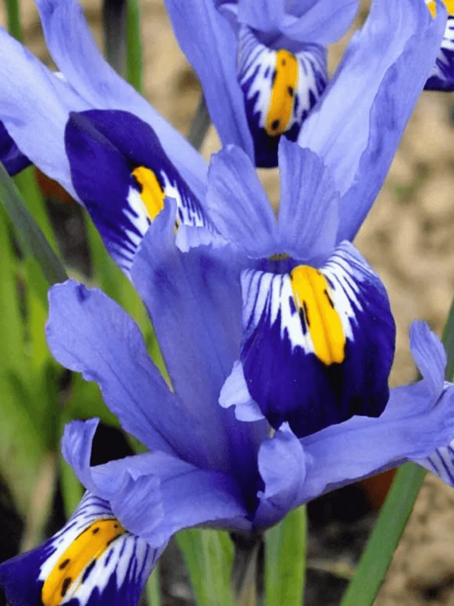 Ирис сетчатый Gordon