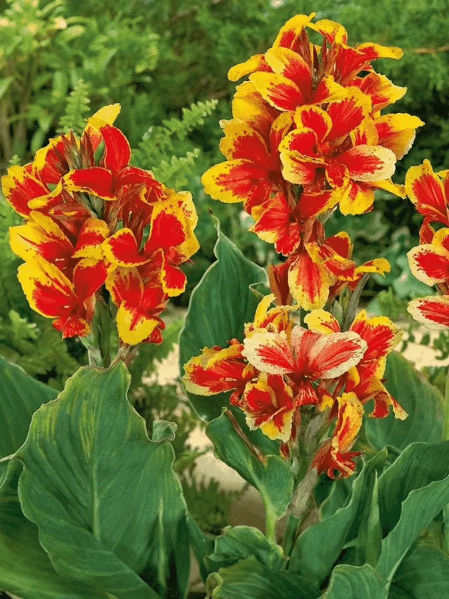 Канна Rosemond Coles