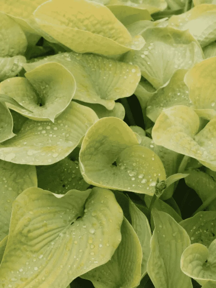 Хоста Golden Medallion