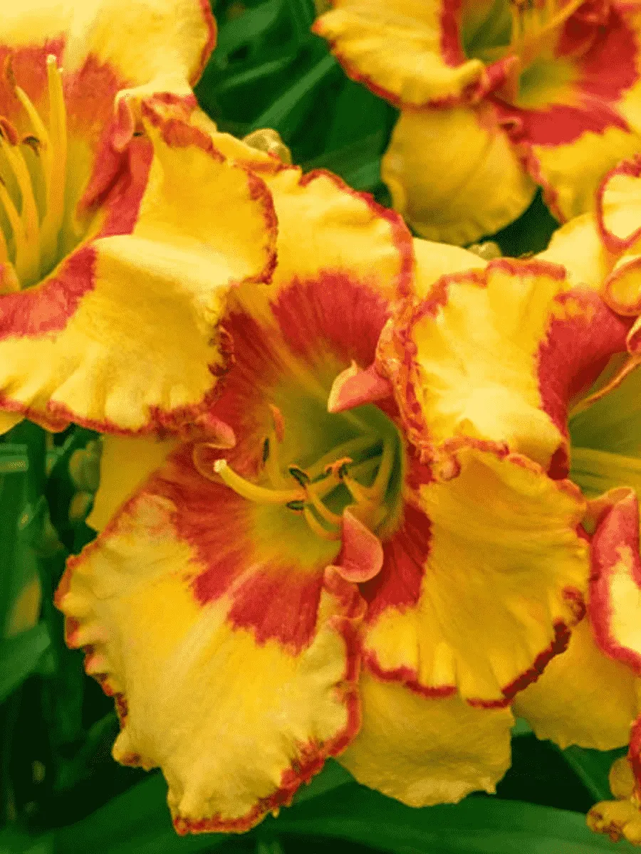 Лилейник Irresistible Charm