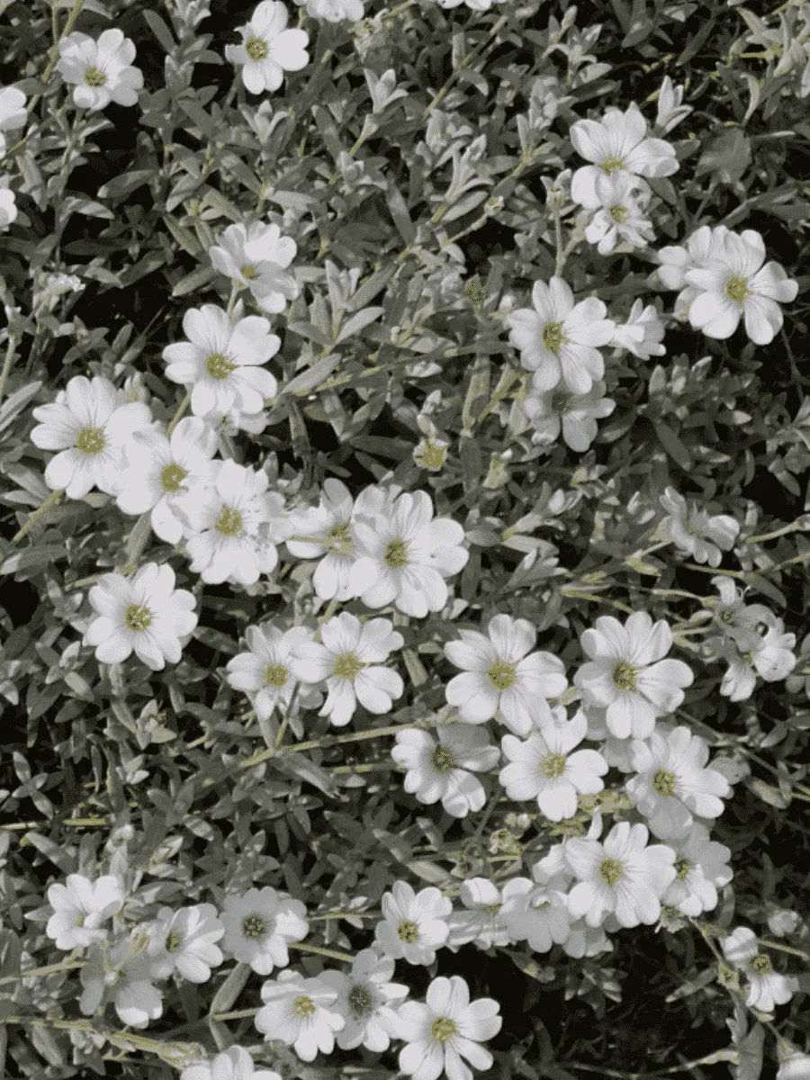 Ясколка войлочная Silberteppich