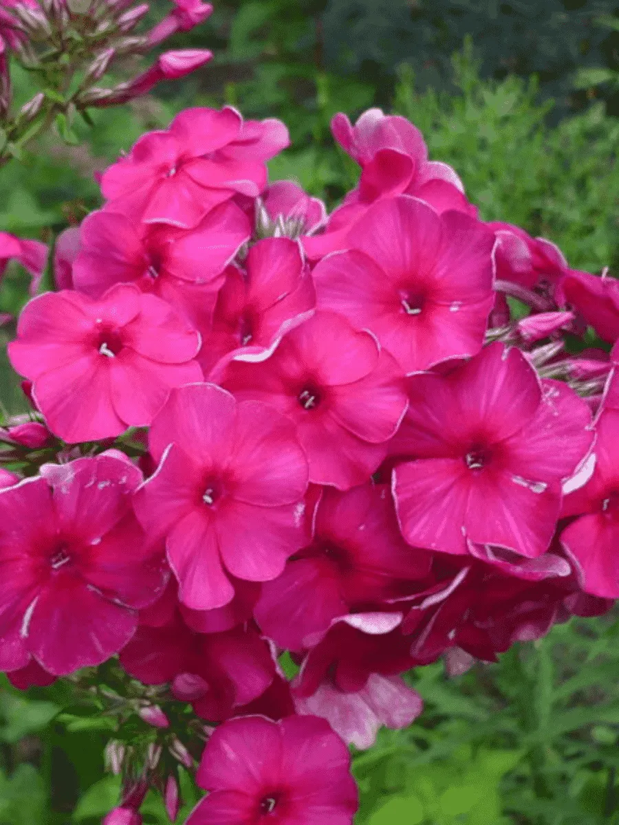 Флокс метельчатый Cardinal