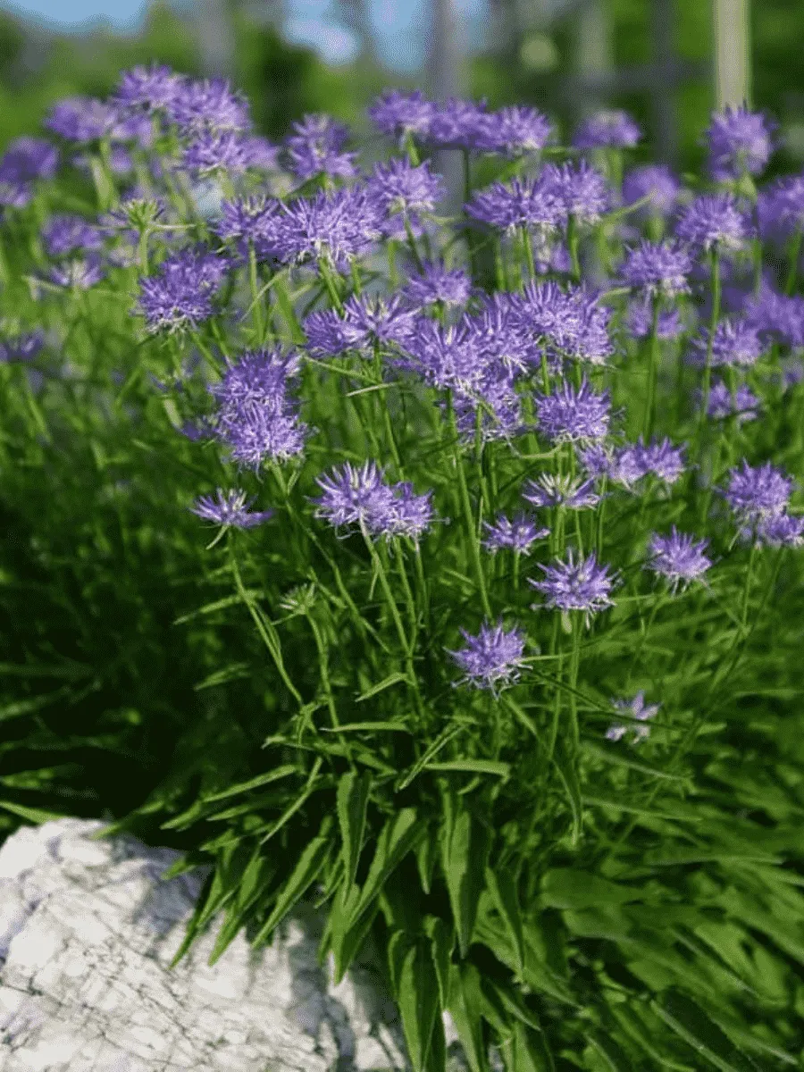 Кольник Шейхцера Кольник Шейхцера