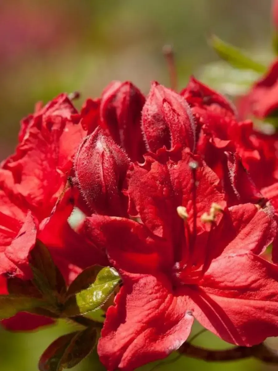 Азалия Crosswater Red