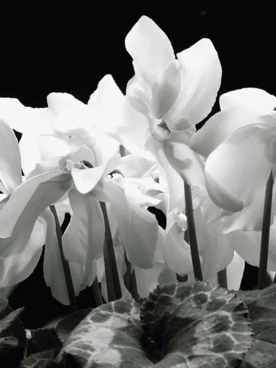 Цикламен персидский White Цикламен персидский White