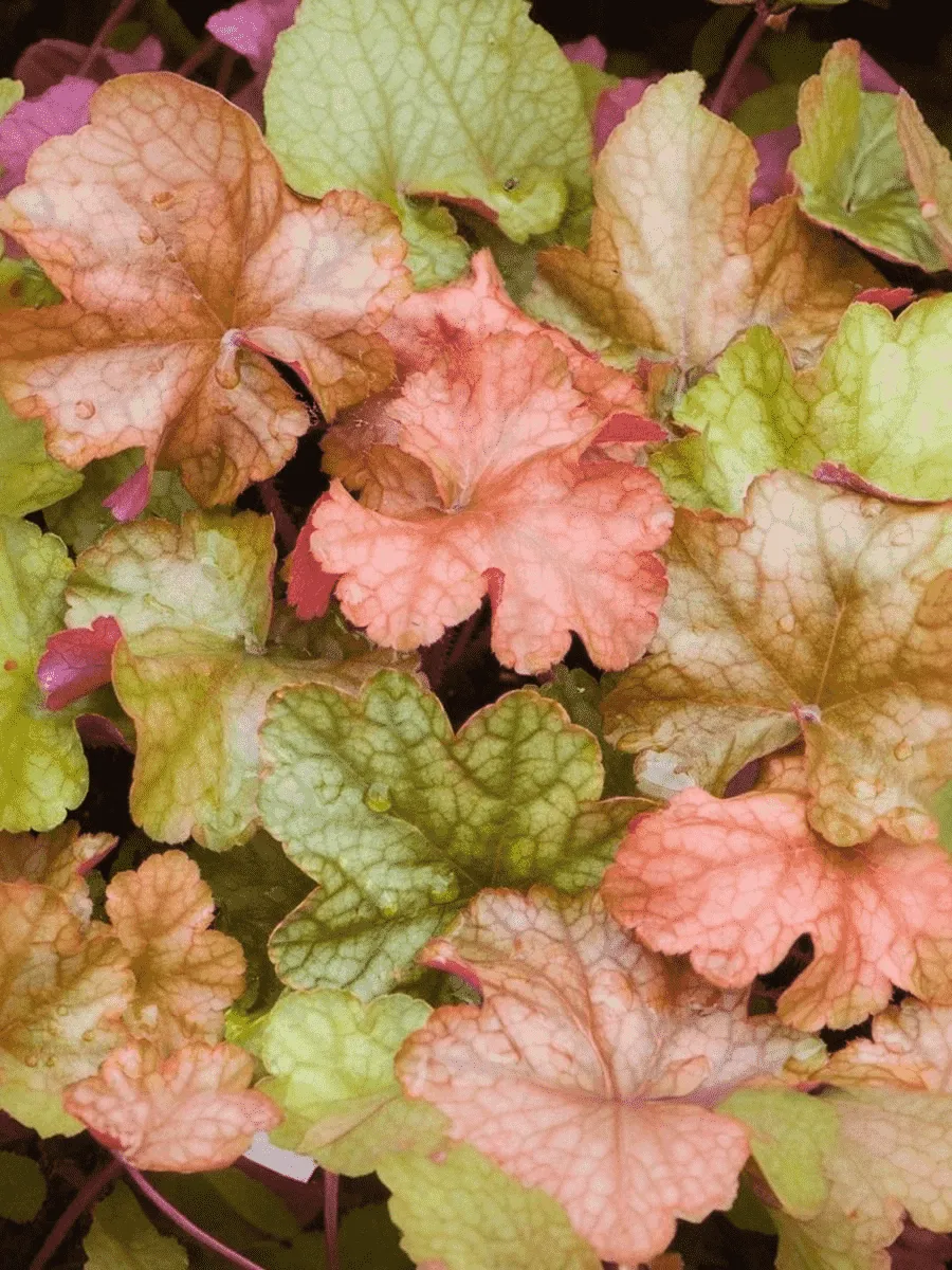 Гейхера World Caffe Americano