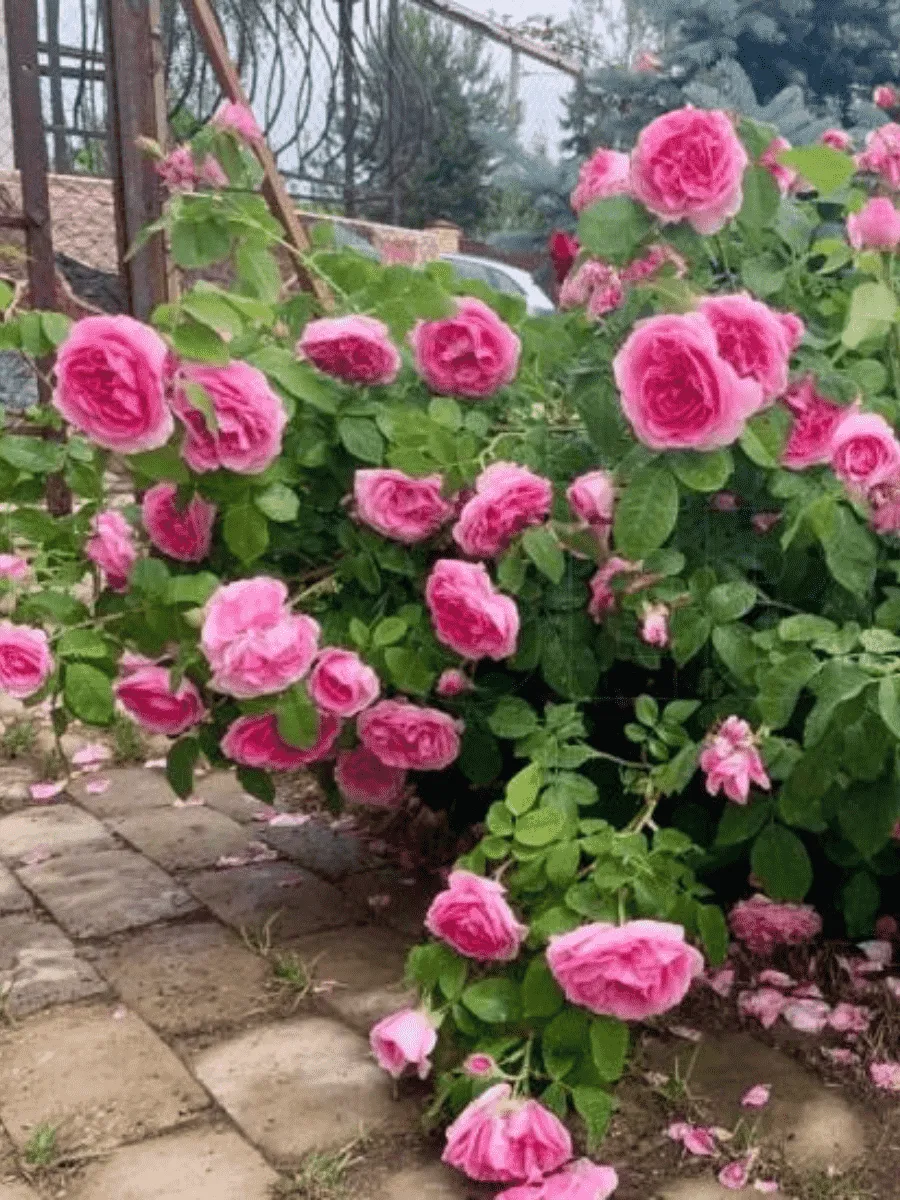 Роза Английская кустовая  Gertrude Jekyll