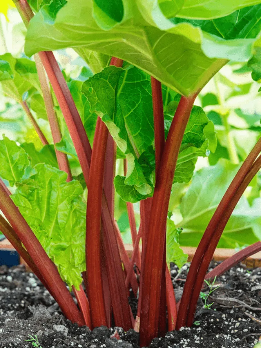 Ревень  Goliath Ревень  Goliath