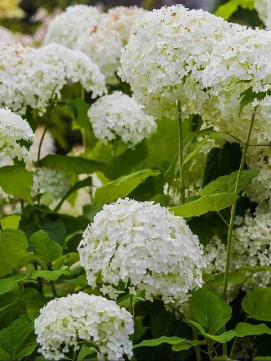 Гортензия древовидная Golden Annabelle