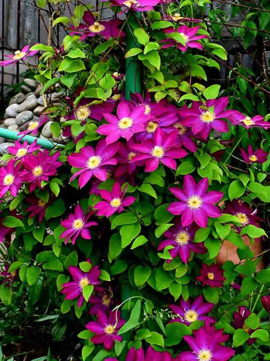 Клематис гибридный Kakio