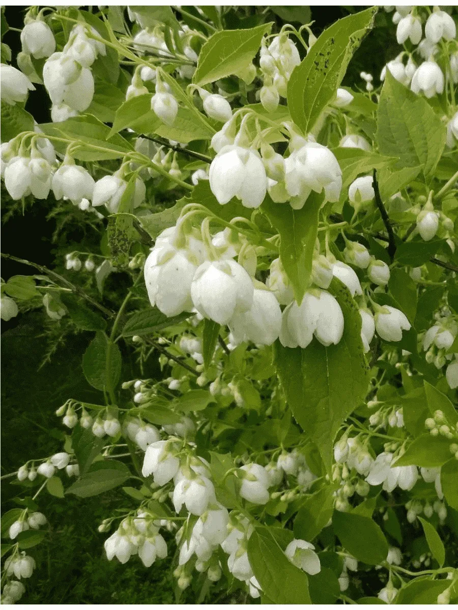 Чубушник Воздушный десант