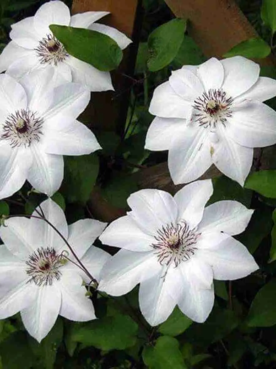 Клематис гибридный Anna Karolina