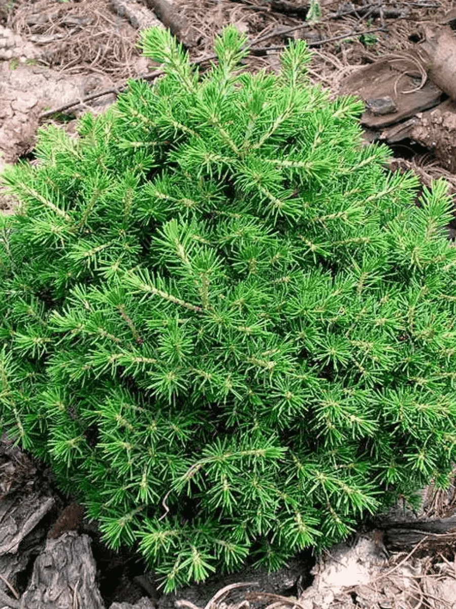 Ель обыкновенная Dan's Dwarf Ель обыкновенная Dan's Dwarf