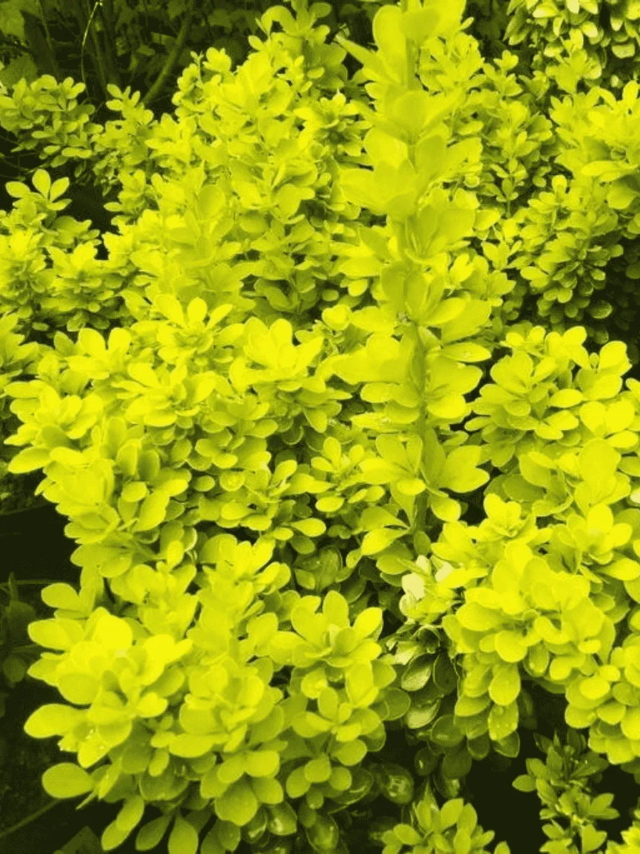 Барбарис Тунберга Golden Horizon