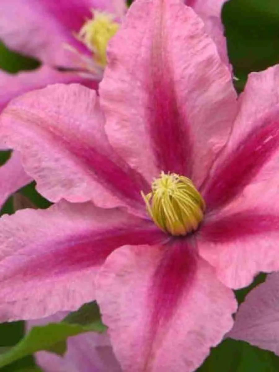 Клематис Rosamunde