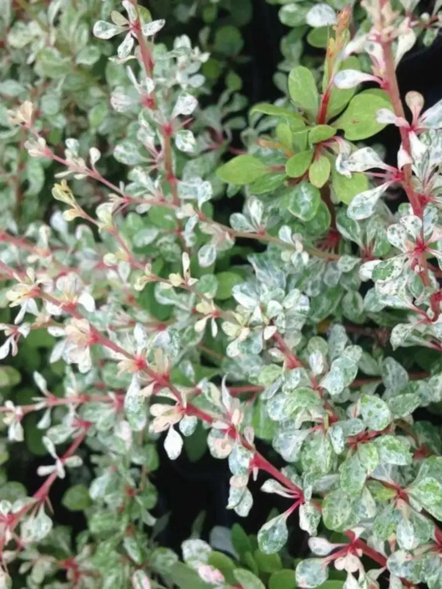 Барбарис Тунберга Silver Beauty