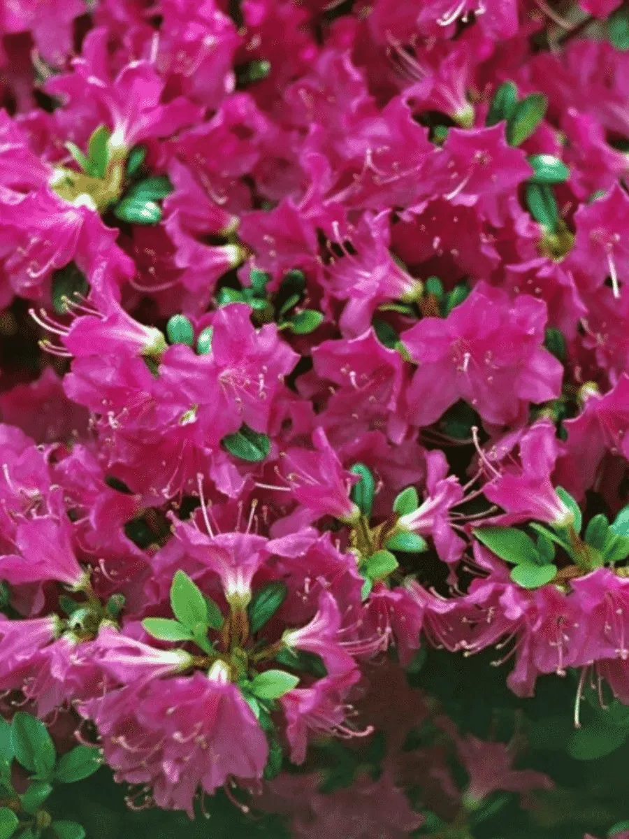 Рододендрон тупой Purpertraum Рододендрон тупой Purpertraum