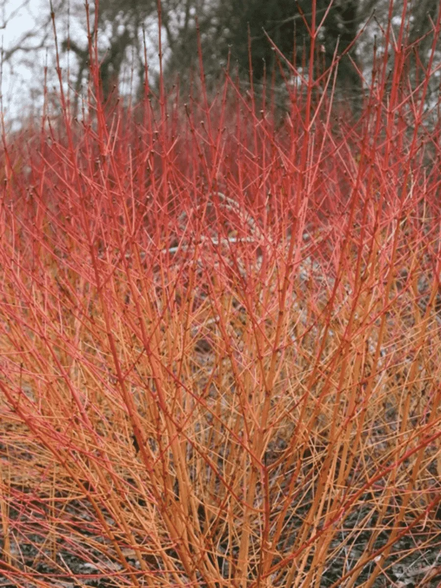 Дерен кроваво-красный Midwinter Fire