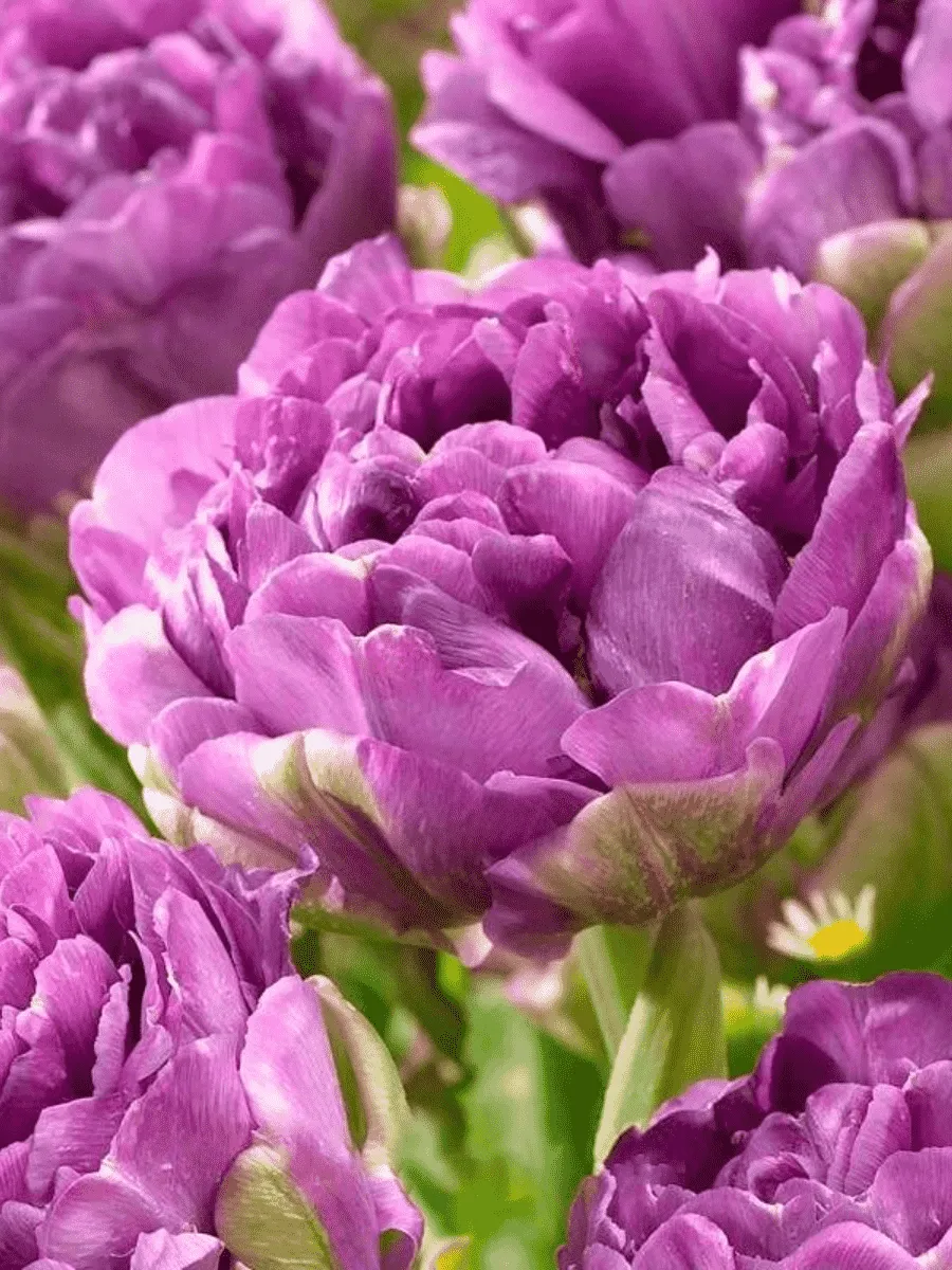 Тюльпан пионовидный Blue Wow