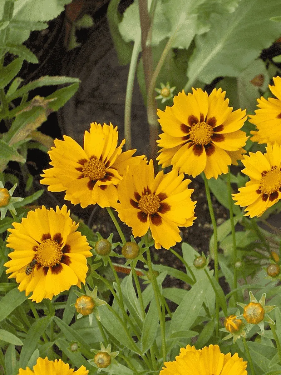 Кореопсис Кореопсис