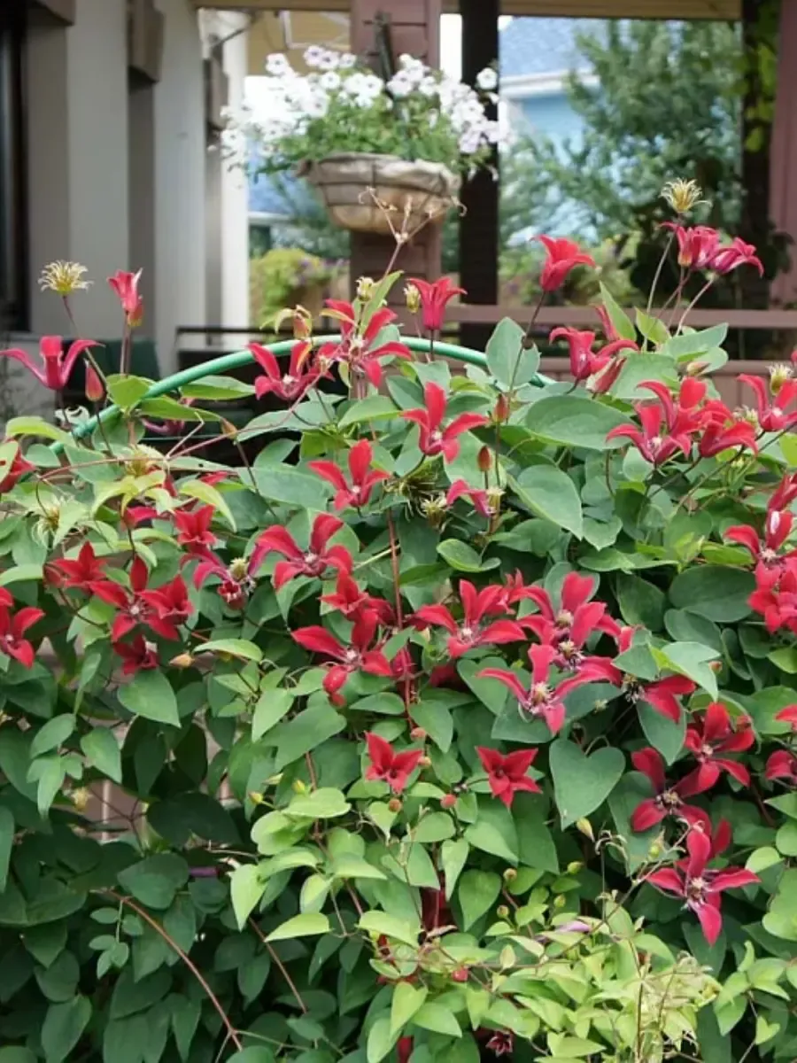 Клематис Gravetye Beauty