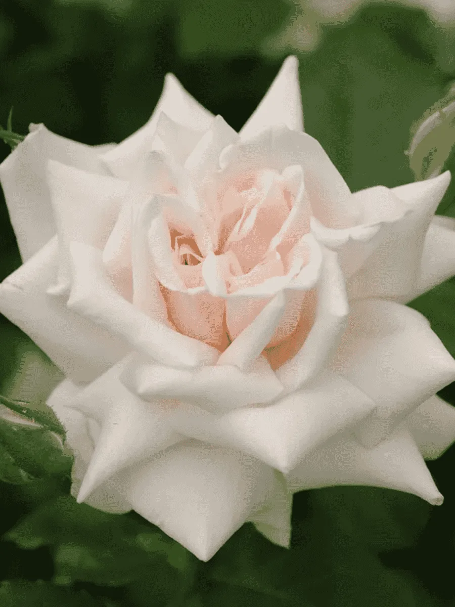 Роза Кустовая Beatrix Potter