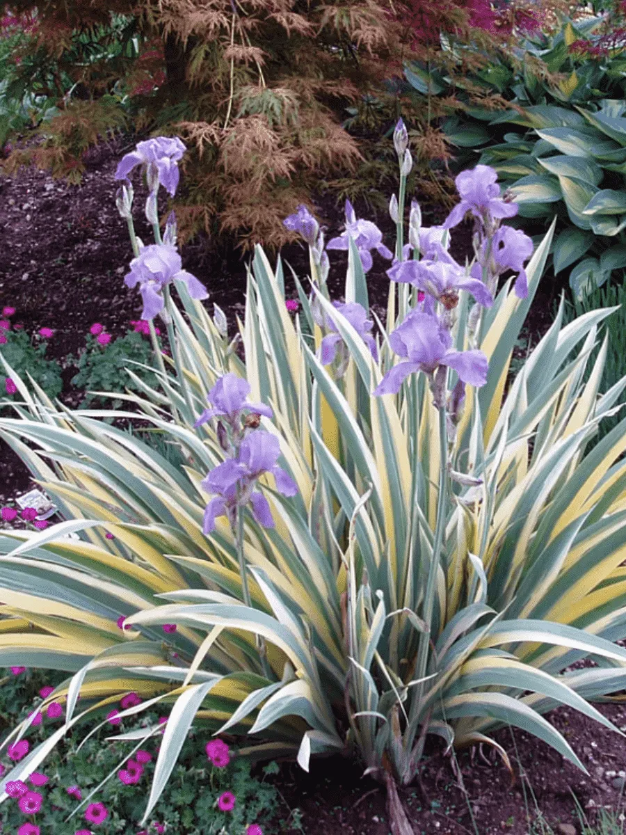 Ирис бледный Aureovariegata