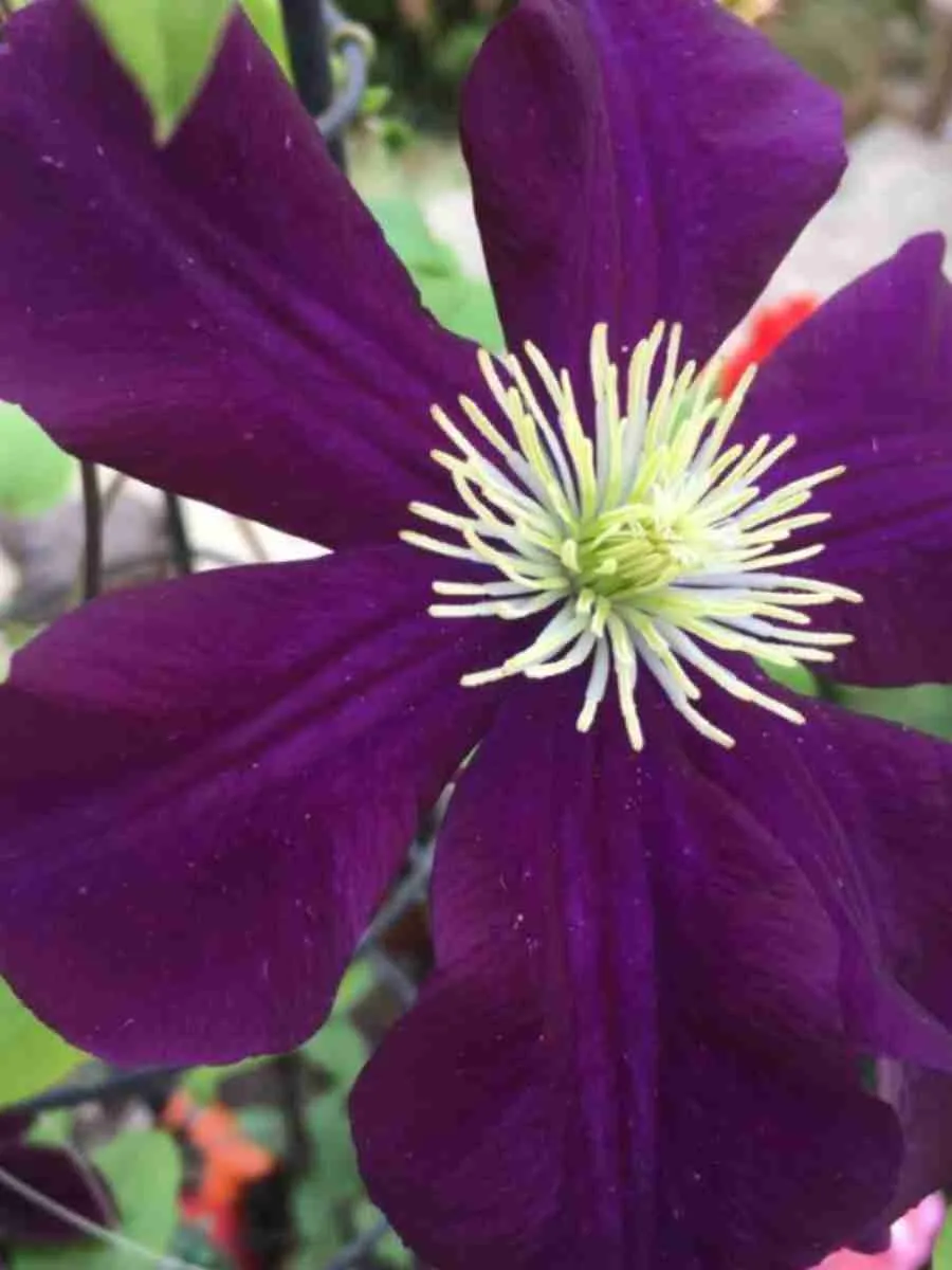 Клематис The Heroes of Warsaw