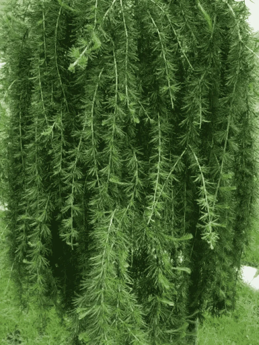 Лиственница европейская Repens Лиственница европейская Repens