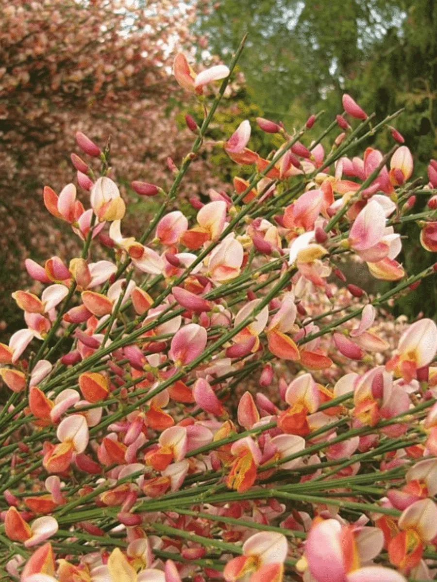 Ракитник венечный Zeelandia