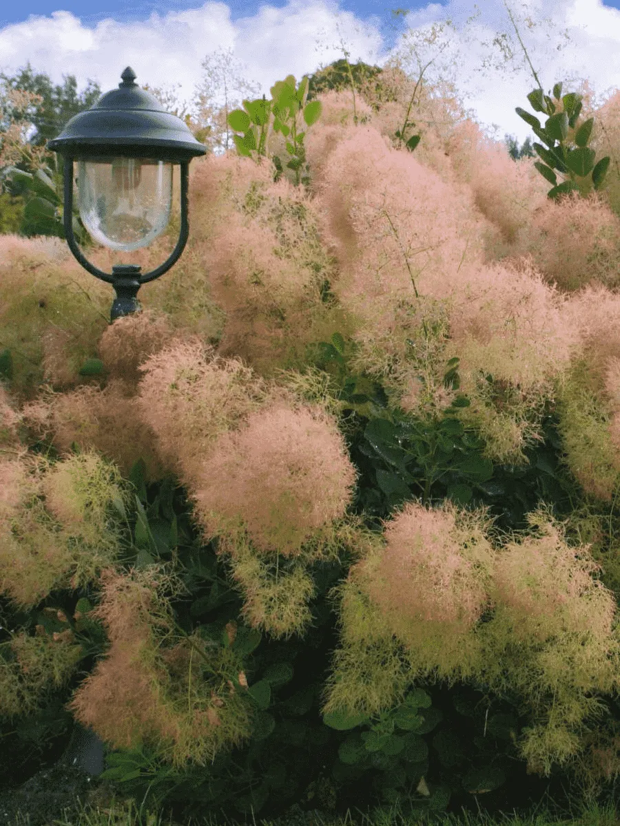 Скумпия кожевенная Скумпия кожевенная